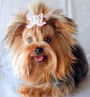 Filhote Yorkshire Terrier Canil Yumi Yuu
