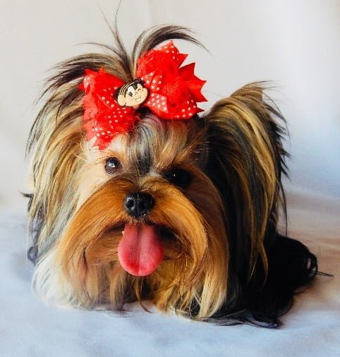 Yorkshire Terrier de estimação - Shiva - Canil Yumi
