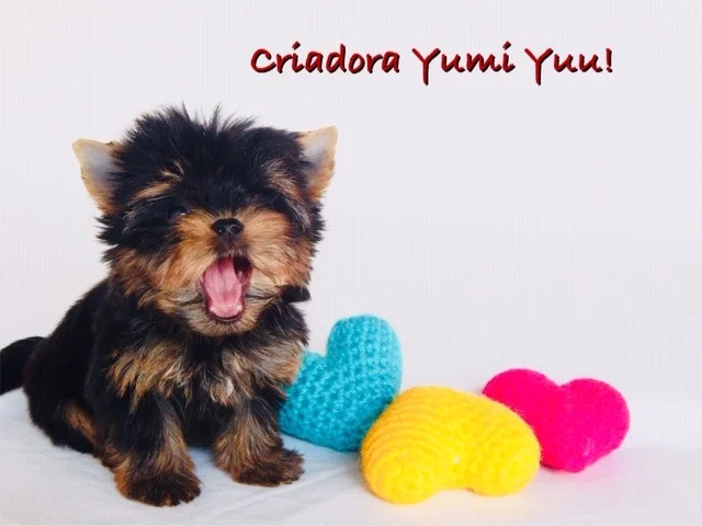Yorkshire Terrier de estimação - Filhote Yorkshire Canil Yumi