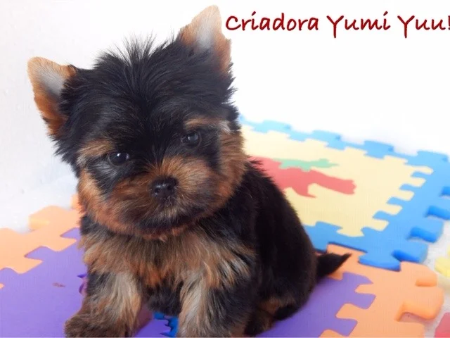 Yorkshire Terrier de estimação - Filhote Yorkshire Canil Yumi