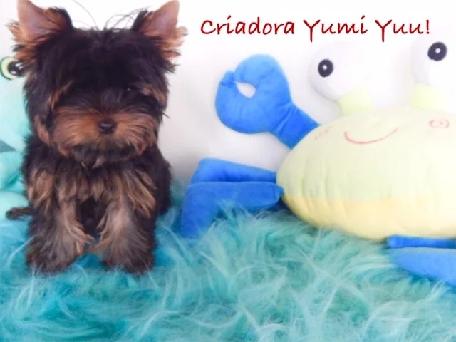 Yorkshire Terrier de estimação - Filhote Yorkshire Canil Yumi