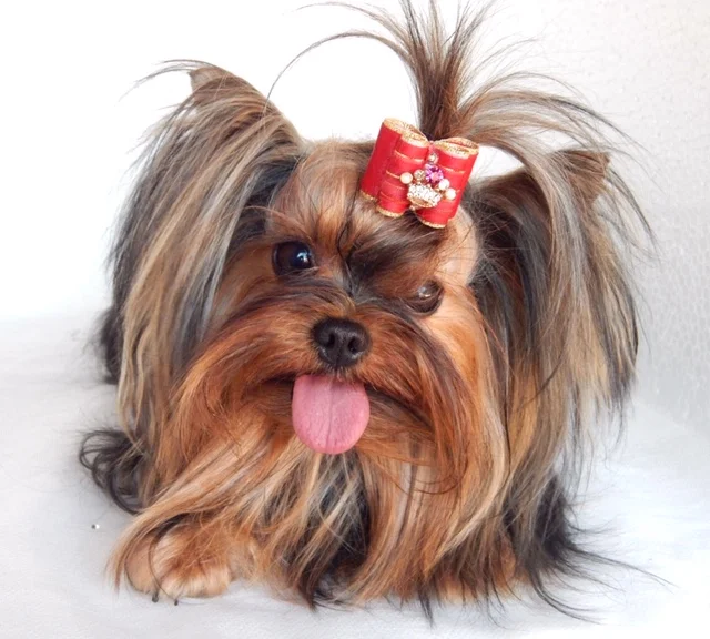 FAQ - Perguntas Frequentes sobre Filhotes Yorkshire Terrier Canil Yumi Yuu