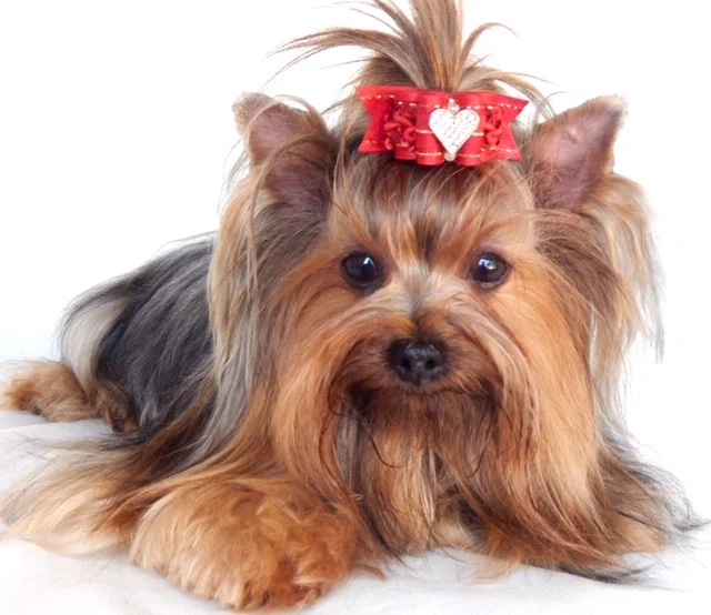 Yorkshire Terrier de estimação - Filhote Yorkshire Terrier Canil Yumi Yuu