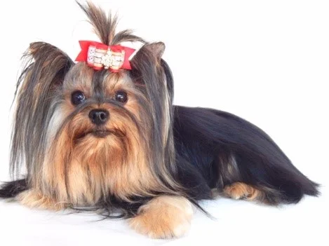 Yorkshire Terrier de estimação - Maya - Canil Yumi