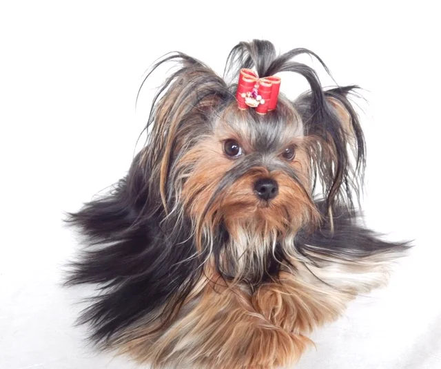 Yorkshire Terrier de estimação - Valentina - Canil Yumi