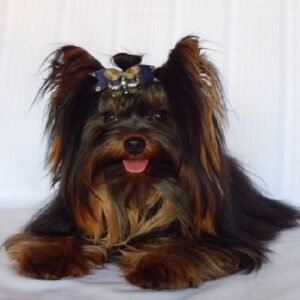 Yorkshire Terrier de estimação - nick - canil yumi