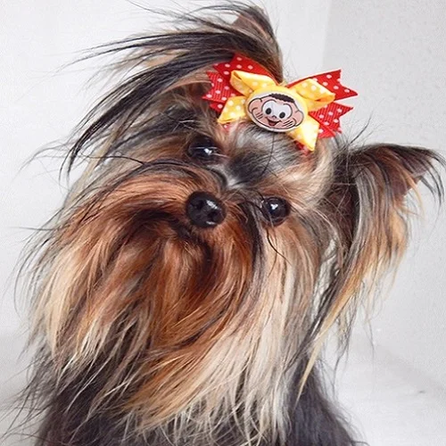 Valentim - Yorkshire Terrier de estimação