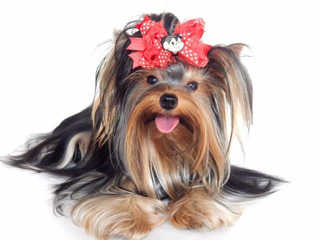 Yorkshire Terrier de estimação - Moana - Canil Yumi