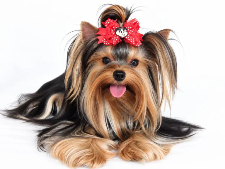 Yorkshire Terrier de estimação - Moana - Canil Yumi