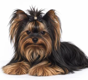 Yorkshire Terrier de estimação - PIETRO - Canil Yumi