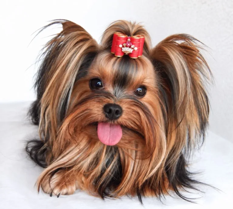 Yorkshire Terrier de estimação - Shiva - Canil Yumi