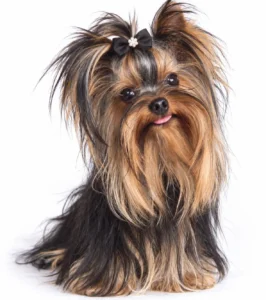 Yorkshire Terrier de estimação - VALENTIM - Canil Yumi