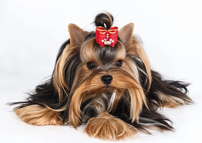 Yorkshire Terrier de estimação - Yumi- Canil Yumi