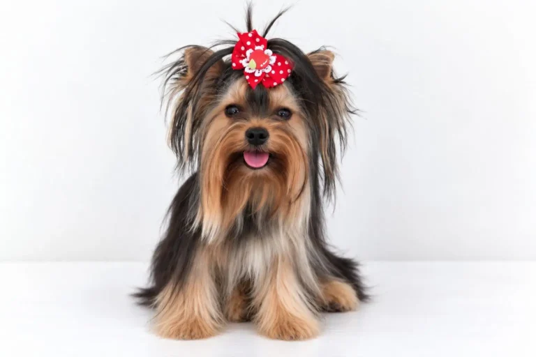 Yorkshire Terrier de estimação - Yuna- Canil Yumi